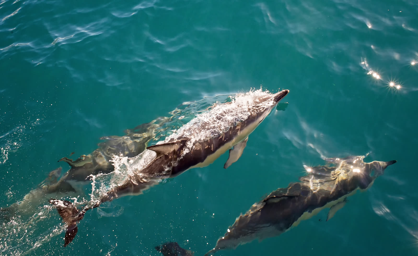 Grupo de delfines nadando en aguas azules del mar Cantábrico cerca de Santander